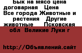 Бык на мясо цена договарная › Цена ­ 300 - Все города Животные и растения » Другие животные   . Псковская обл.,Великие Луки г.